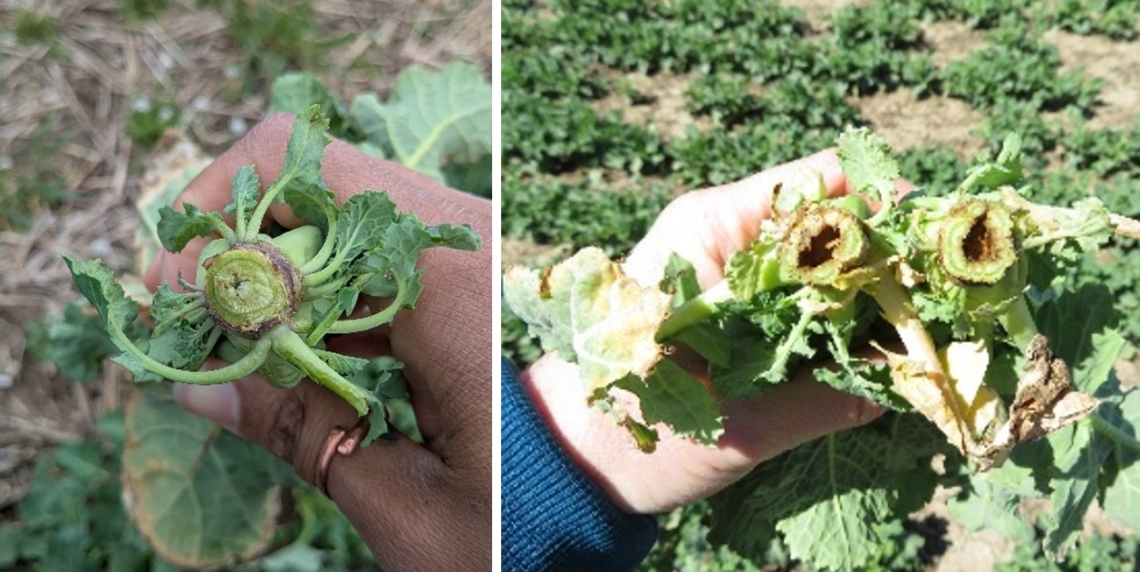 Side-by-side images of canola plants held in hands, showing cut stems. The left image shows a healthy green stem with a solid interior, while the right image shows stems with brown discoloration and hollowed centers, indicating damage or rot.